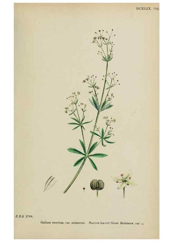 Reproducción/Reproduction 48717091908: English botany, or, Coloured figures of British plants /. London :R. Hardwicke,1863-1886.. 