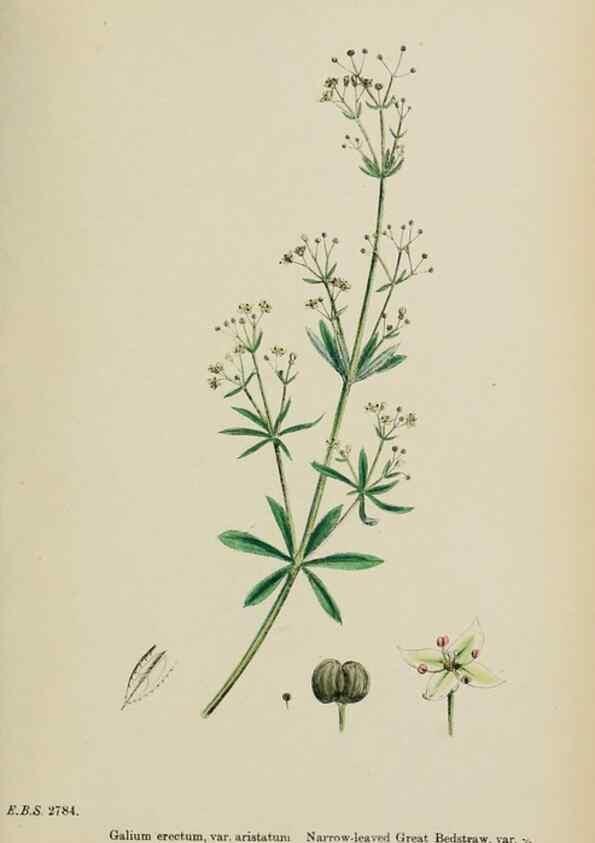 Reproducción/Reproduction 48717091908: English botany, or, Coloured figures of British plants /. London :R. Hardwicke,1863-1886.. 