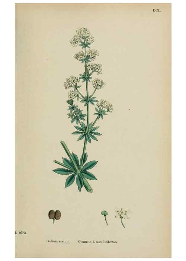 Reproducción/Reproduction 48717092183: English botany, or, Coloured figures of British plants /. London :R. Hardwicke,1863-1886.. 