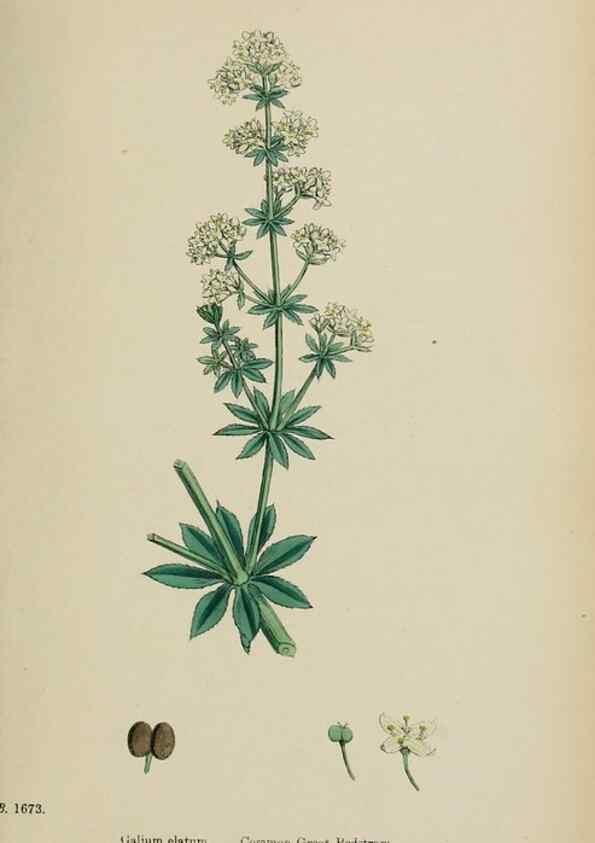 Reproducción/Reproduction 48717092183: English botany, or, Coloured figures of British plants /. London :R. Hardwicke,1863-1886.. 