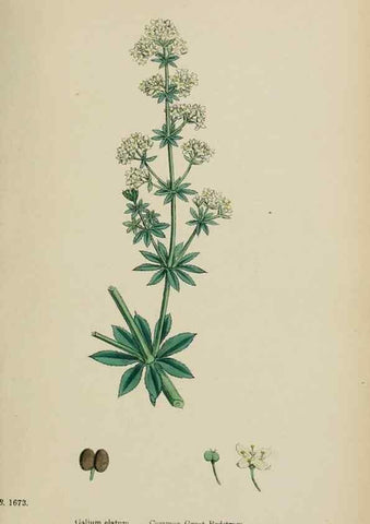 Reproducción/Reproduction 48717092183: English botany, or, Coloured figures of British plants /. London :R. Hardwicke,1863-1886.. 