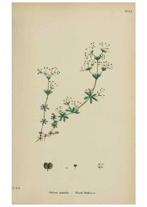 Reproducción/Reproduction 48717428266: English botany, or, Coloured figures of British plants /. London :R. Hardwicke,1863-1886.. 