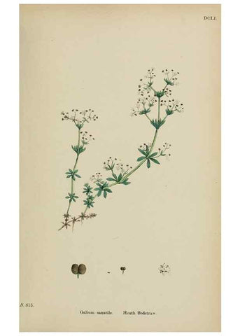 Reproducción/Reproduction 48717428266: English botany, or, Coloured figures of British plants /. London :R. Hardwicke,1863-1886.. 