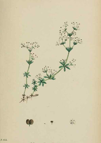 Reproducción/Reproduction 48717428266: English botany, or, Coloured figures of British plants /. London :R. Hardwicke,1863-1886.. 