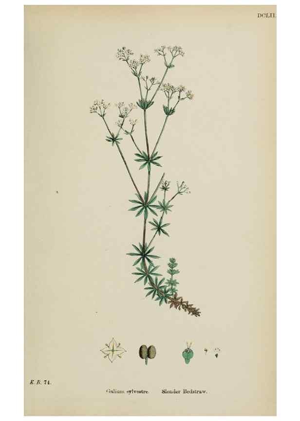 Reproducción/Reproduction 48717599977: English botany, or, Coloured figures of British plants /. London :R. Hardwicke,1863-1886.. 