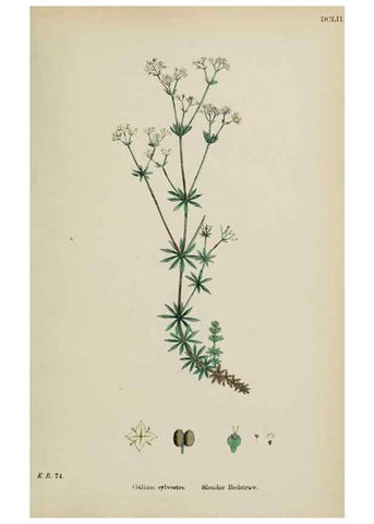 Reproducción/Reproduction 48717599977: English botany, or, Coloured figures of British plants /. London :R. Hardwicke,1863-1886.. 