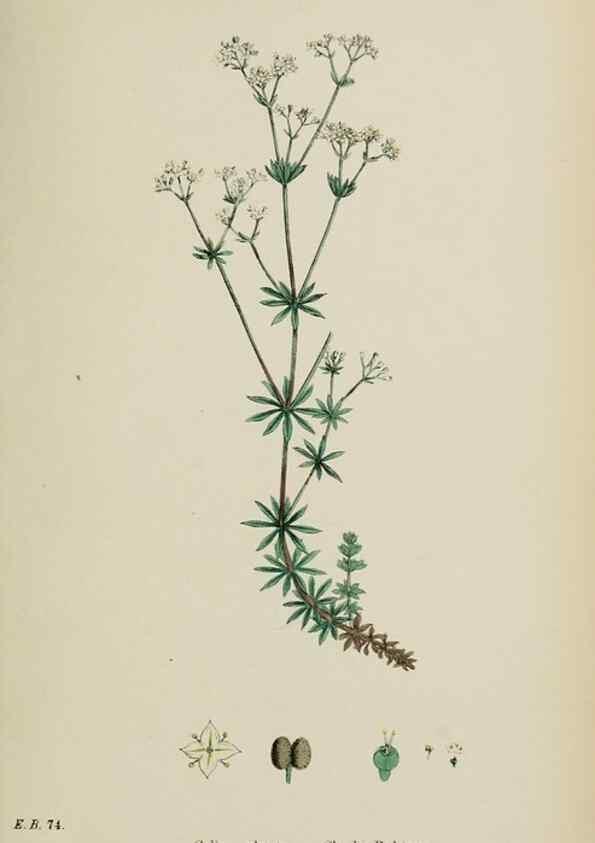 Reproducción/Reproduction 48717599977: English botany, or, Coloured figures of British plants /. London :R. Hardwicke,1863-1886.. 