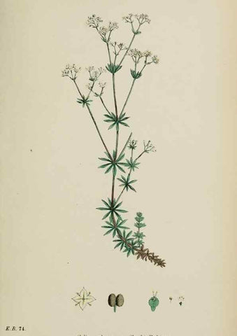 Reproducción/Reproduction 48717599977: English botany, or, Coloured figures of British plants /. London :R. Hardwicke,1863-1886.. 