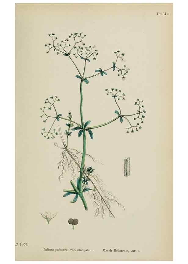 Reproducción/Reproduction 48717428861: English botany, or, Coloured figures of British plants /. London :R. Hardwicke,1863-1886.. 