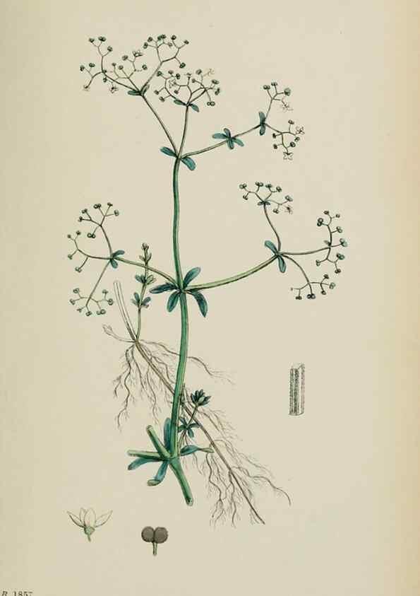 Reproducción/Reproduction 48717428861: English botany, or, Coloured figures of British plants /. London :R. Hardwicke,1863-1886.. 