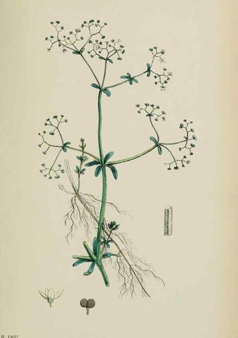 Reproducción/Reproduction 48717428861: English botany, or, Coloured figures of British plants /. London :R. Hardwicke,1863-1886.. 