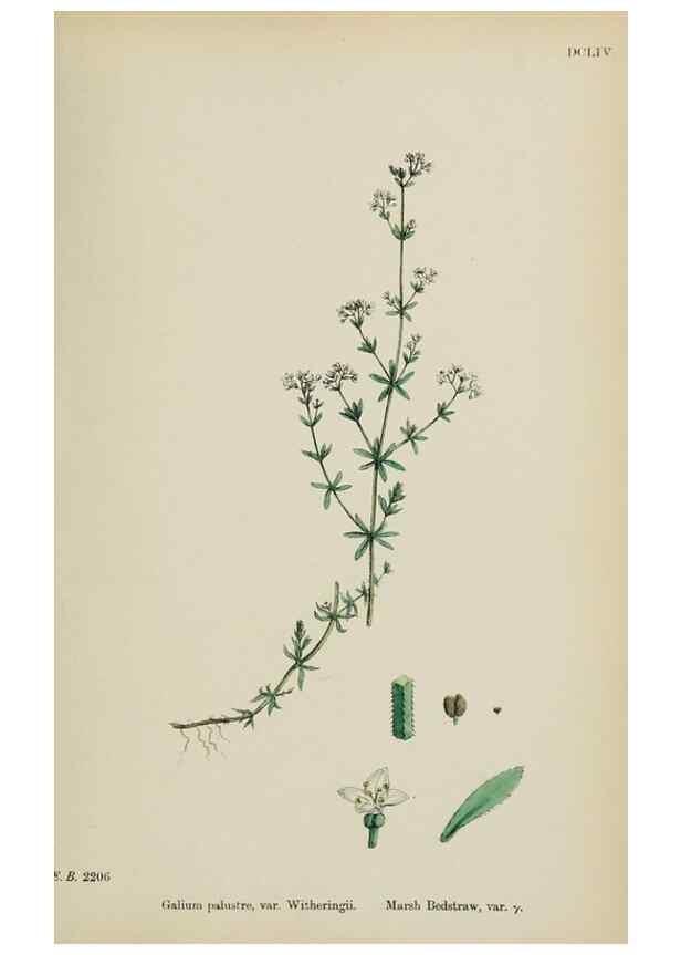 Reproducción/Reproduction 48717600572: English botany, or, Coloured figures of British plants /. London :R. Hardwicke,1863-1886.. 