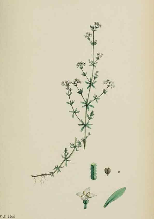 Reproducción/Reproduction 48717600572: English botany, or, Coloured figures of British plants /. London :R. Hardwicke,1863-1886.. 