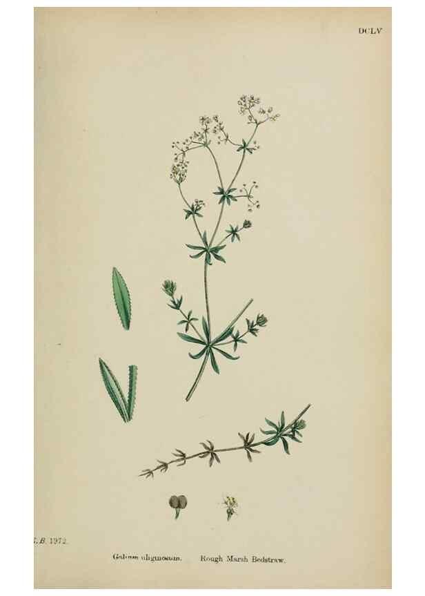 Reproducción/Reproduction 48717093598: English botany, or, Coloured figures of British plants /. London :R. Hardwicke,1863-1886.. 