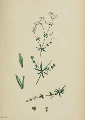 Reproducción/Reproduction 48717093598: English botany, or, Coloured figures of British plants /. London :R. Hardwicke,1863-1886.. 