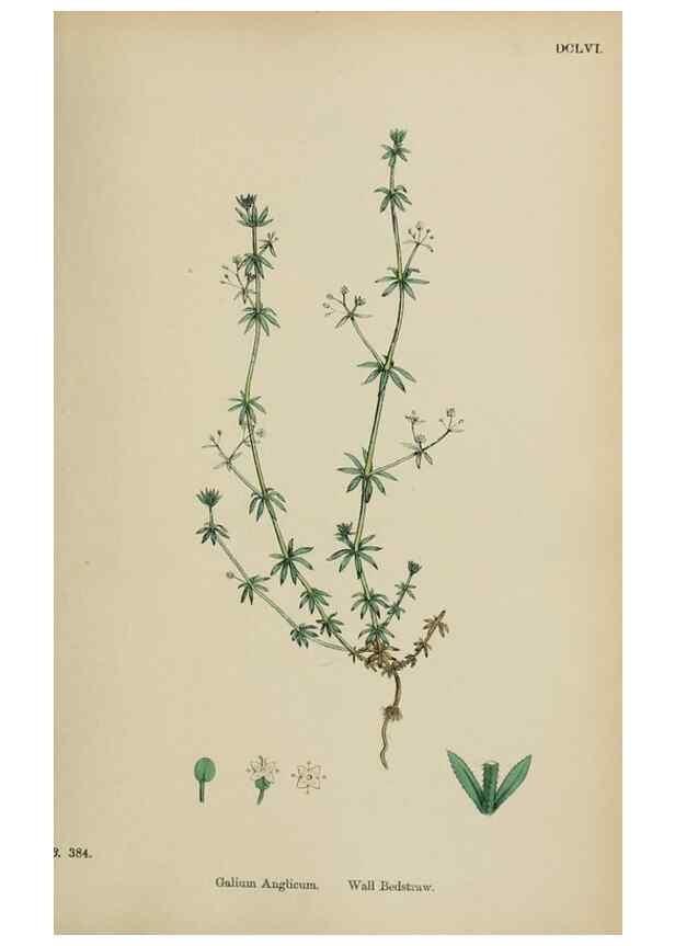 Reproducción/Reproduction 48717429646: English botany, or, Coloured figures of British plants /. London :R. Hardwicke,1863-1886.. 