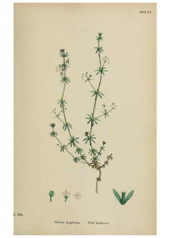 Reproducción/Reproduction 48717429646: English botany, or, Coloured figures of British plants /. London :R. Hardwicke,1863-1886.. 