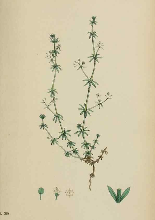 Reproducción/Reproduction 48717429646: English botany, or, Coloured figures of British plants /. London :R. Hardwicke,1863-1886.. 