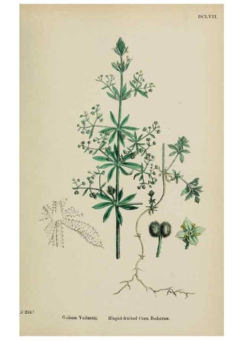 Reproducción/Reproduction 48717601392: English botany, or, Coloured figures of British plants /. London :R. Hardwicke,1863-1886.. 