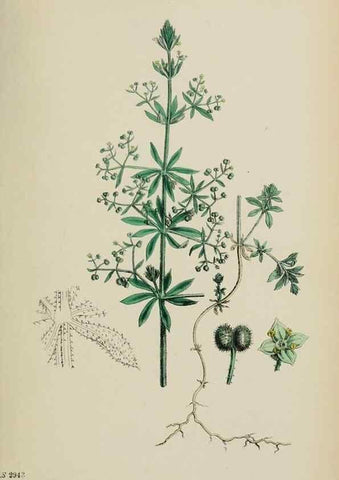 Reproducción/Reproduction 48717601392: English botany, or, Coloured figures of British plants /. London :R. Hardwicke,1863-1886.. 