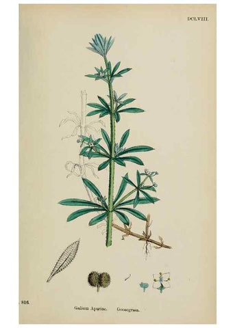 Reproducción/Reproduction 48717601667: English botany, or, Coloured figures of British plants /. London :R. Hardwicke,1863-1886.. 
