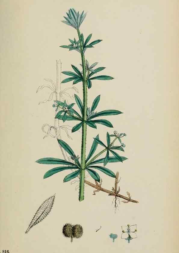 Reproducción/Reproduction 48717601667: English botany, or, Coloured figures of British plants /. London :R. Hardwicke,1863-1886.. 