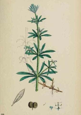 Reproducción/Reproduction 48717601667: English botany, or, Coloured figures of British plants /. London :R. Hardwicke,1863-1886.. 