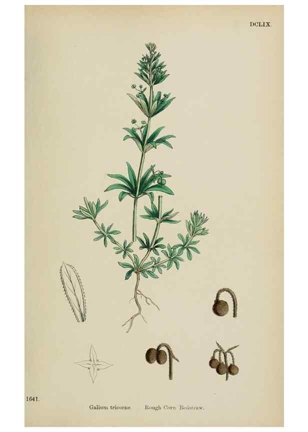 Reproducción/Reproduction 48717094568: English botany, or, Coloured figures of British plants /. London :R. Hardwicke,1863-1886.. 