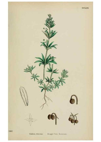 Reproducción/Reproduction 48717094568: English botany, or, Coloured figures of British plants /. London :R. Hardwicke,1863-1886.. 