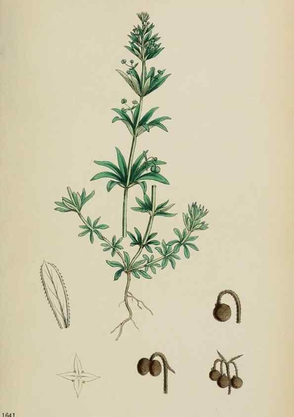 Reproducción/Reproduction 48717094568: English botany, or, Coloured figures of British plants /. London :R. Hardwicke,1863-1886.. 