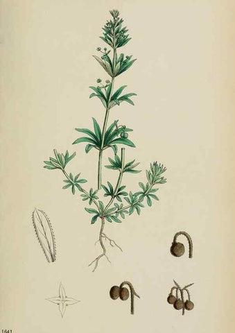 Reproducción/Reproduction 48717094568: English botany, or, Coloured figures of British plants /. London :R. Hardwicke,1863-1886.. 