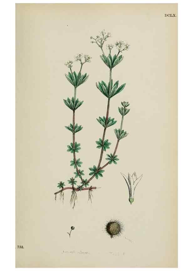 Reproducción/Reproduction 48717602122: English botany, or, Coloured figures of British plants /. London :R. Hardwicke,1863-1886.. 