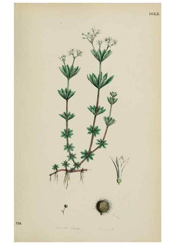 Reproducción/Reproduction 48717602122: English botany, or, Coloured figures of British plants /. London :R. Hardwicke,1863-1886.. 