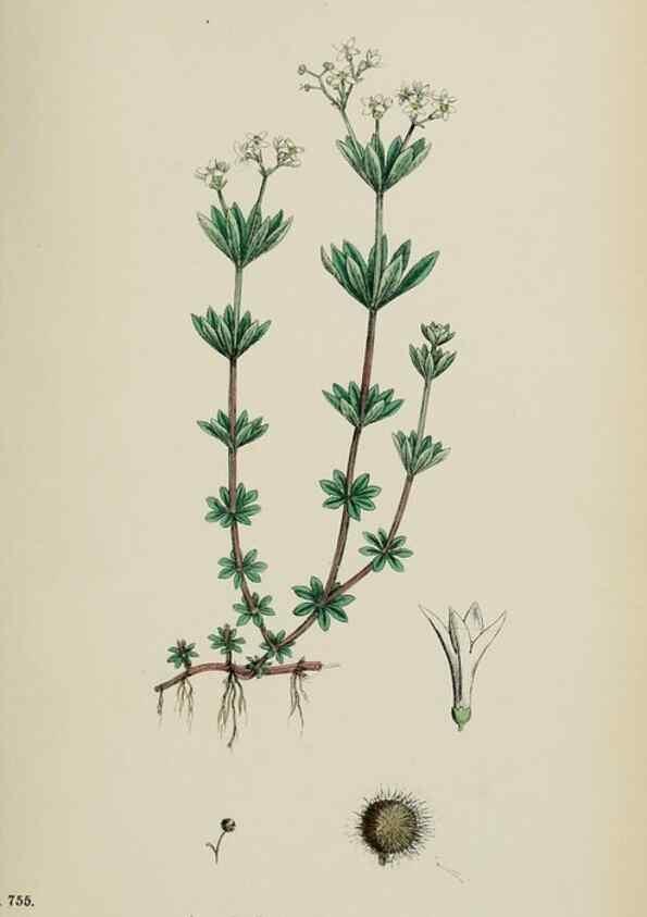 Reproducción/Reproduction 48717602122: English botany, or, Coloured figures of British plants /. London :R. Hardwicke,1863-1886.. 