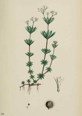 Reproducción/Reproduction 48717602122: English botany, or, Coloured figures of British plants /. London :R. Hardwicke,1863-1886.. 