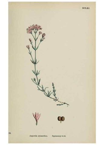 Reproducción/Reproduction 48717602402: English botany, or, Coloured figures of British plants /. London :R. Hardwicke,1863-1886.. 