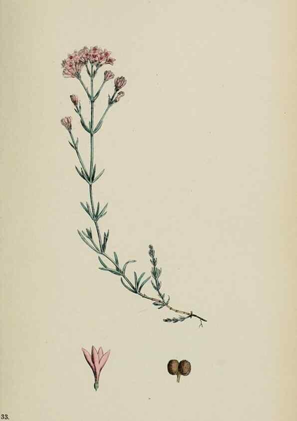 Reproducción/Reproduction 48717602402: English botany, or, Coloured figures of British plants /. London :R. Hardwicke,1863-1886.. 