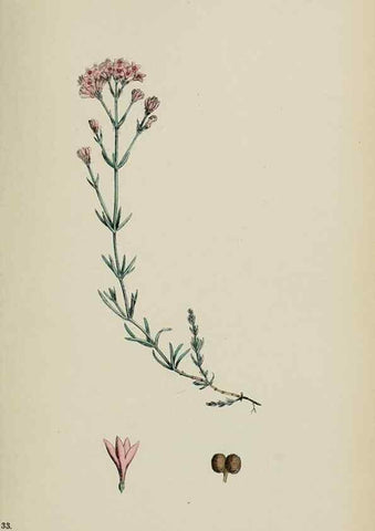 Reproducción/Reproduction 48717602402: English botany, or, Coloured figures of British plants /. London :R. Hardwicke,1863-1886.. 