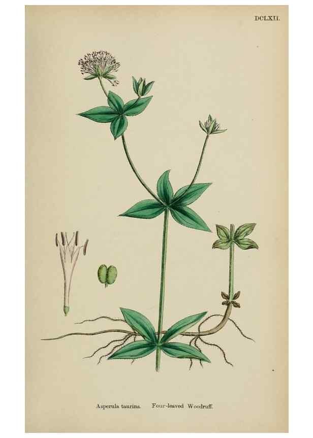 Reproducción/Reproduction 48717431171: English botany, or, Coloured figures of British plants /. London :R. Hardwicke,1863-1886.. 