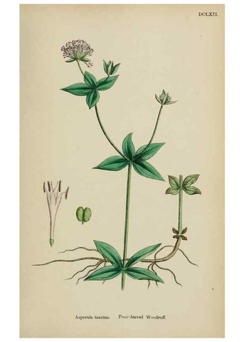Reproducción/Reproduction 48717431171: English botany, or, Coloured figures of British plants /. London :R. Hardwicke,1863-1886.. 