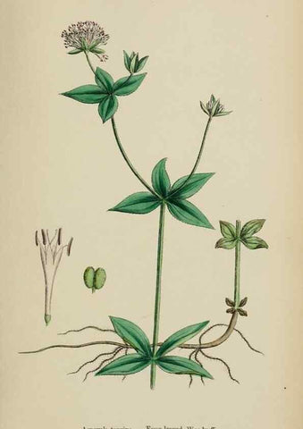Reproducción/Reproduction 48717431171: English botany, or, Coloured figures of British plants /. London :R. Hardwicke,1863-1886.. 