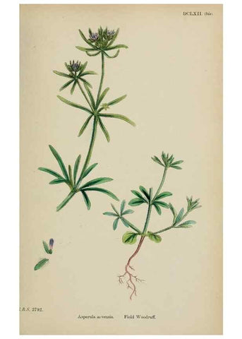 Reproducción/Reproduction 48717602862: English botany, or, Coloured figures of British plants /. London :R. Hardwicke,1863-1886.. 
