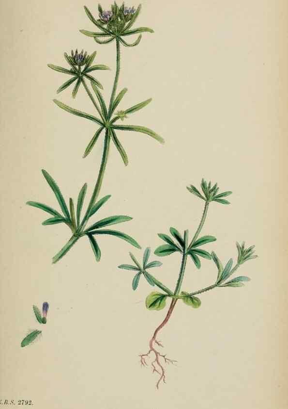Reproducción/Reproduction 48717602862: English botany, or, Coloured figures of British plants /. London :R. Hardwicke,1863-1886.. 