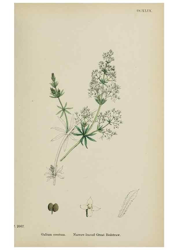 Reproducción/Reproduction 48717427376: English botany, or, Coloured figures of British plants /. London :R. Hardwicke,1863-1886.. 