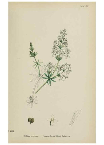 Reproducción/Reproduction 48717427376: English botany, or, Coloured figures of British plants /. London :R. Hardwicke,1863-1886.. 