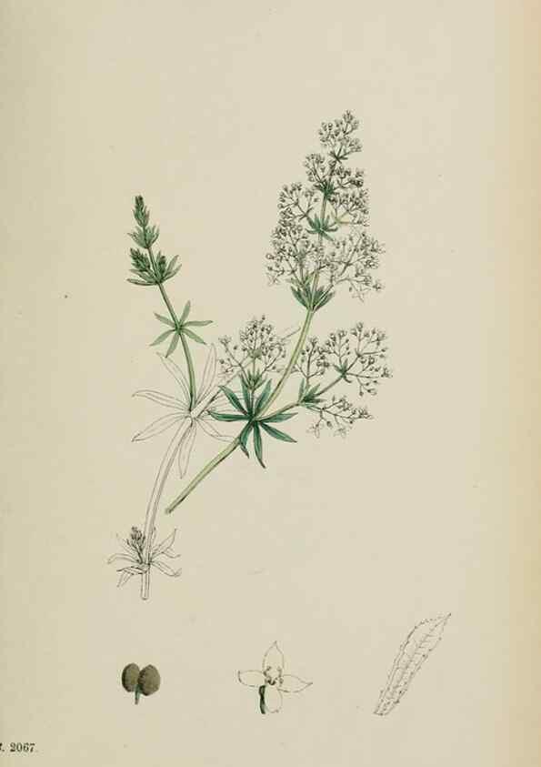 Reproducción/Reproduction 48717427376: English botany, or, Coloured figures of British plants /. London :R. Hardwicke,1863-1886.. 