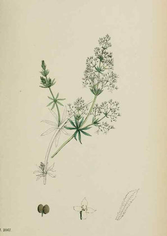 Reproducción/Reproduction 48717427376: English botany, or, Coloured figures of British plants /. London :R. Hardwicke,1863-1886.. 