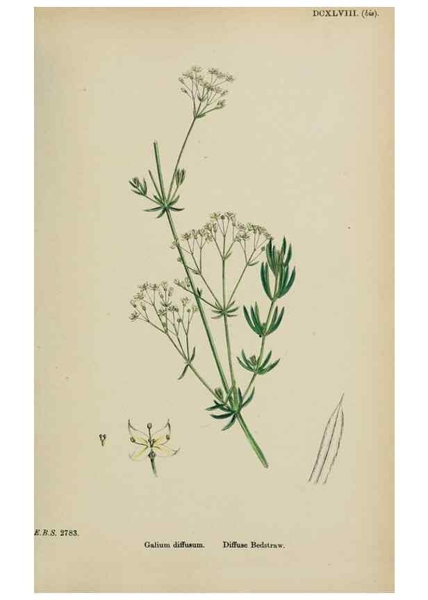Reproducción/Reproduction 48717598687: English botany, or, Coloured figures of British plants /. London :R. Hardwicke,1863-1886.. 