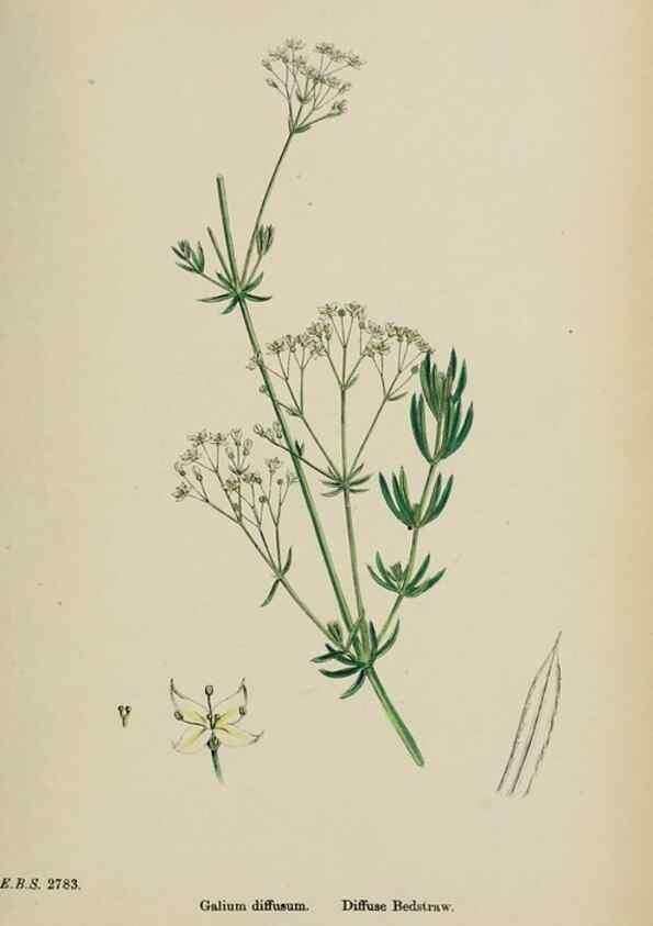 Reproducción/Reproduction 48717598687: English botany, or, Coloured figures of British plants /. London :R. Hardwicke,1863-1886.. 