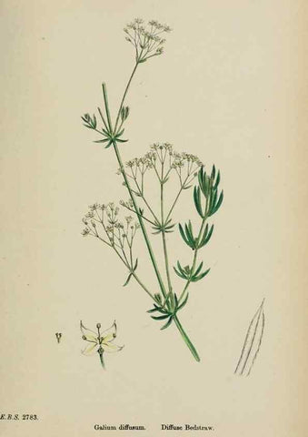 Reproducción/Reproduction 48717598687: English botany, or, Coloured figures of British plants /. London :R. Hardwicke,1863-1886.. 